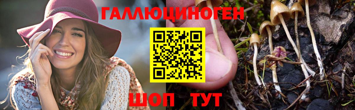 Галлюциногенные грибы Psilocybe Каменск-Уральский